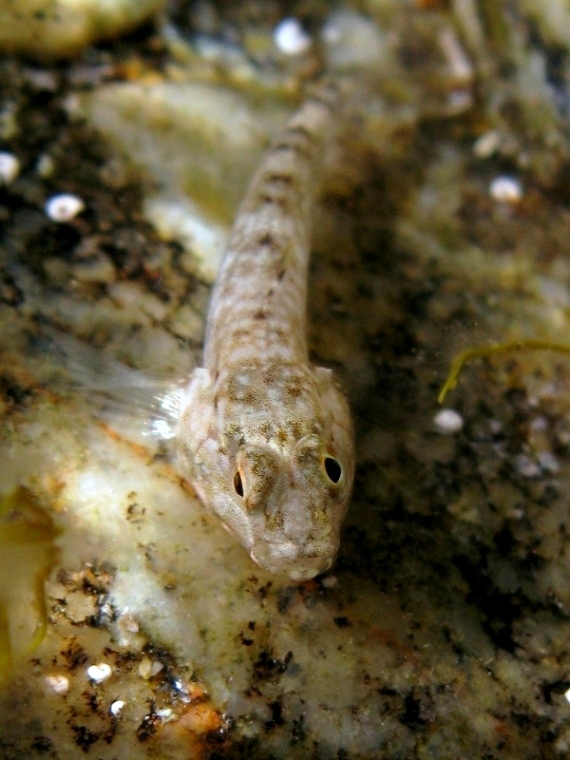 juvenile Gobius cobitis